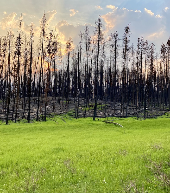 Moose in Burn Area Henry Allen